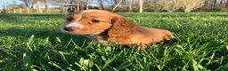 Miniature Dachshund dogs for sale: Miniature Dachshund Puppy 1 - Ad 6