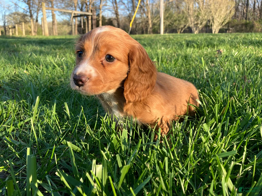 Miniature Dachshund dogs for sale: Miniature Dachshund Puppy 1 - Ad 6