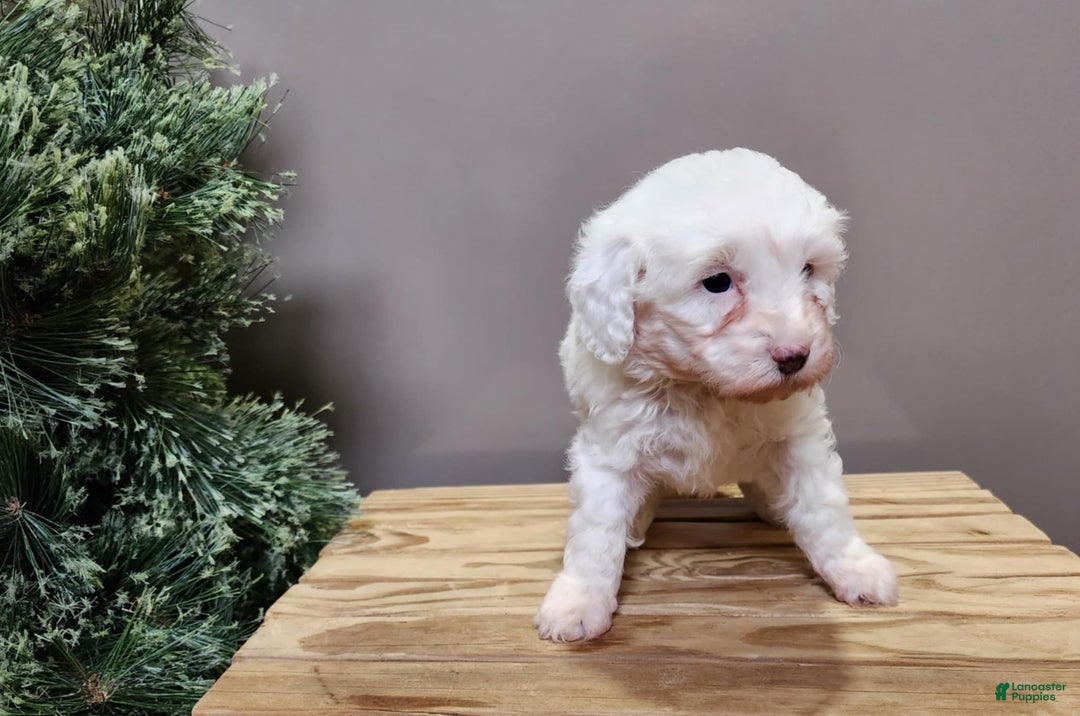 Mini Bernedoodle dogs for sale: Flake - Ad 5