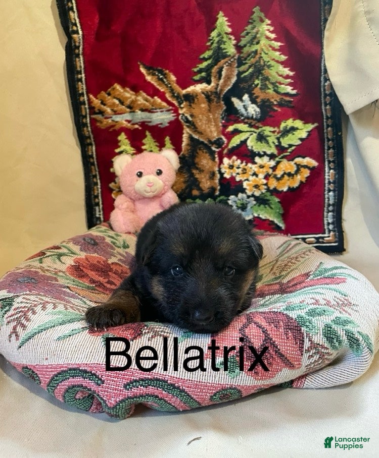 German Shepherd dogs Bellatrix - Ad 1
