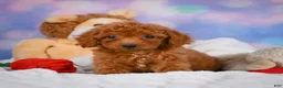 Cavapoo dogs for sale: Dixie - Ad 1
