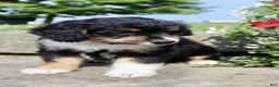 Mini Aussiedoodle dogs for sale: Lucy - Ad 5