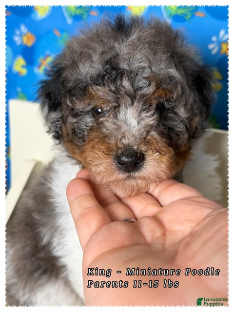 Miniature Poodle dogs King - Ad 1