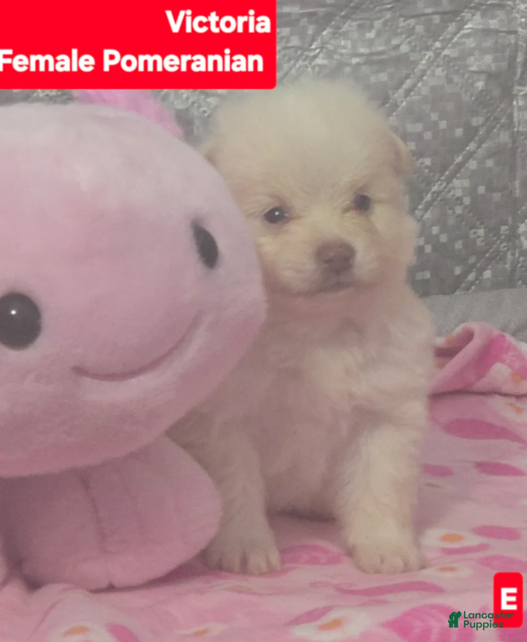 Pomeranian dogs for sale: Victoria - Ad 1