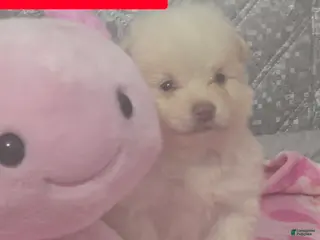 Pomeranian dogs Victoria - Ad 35