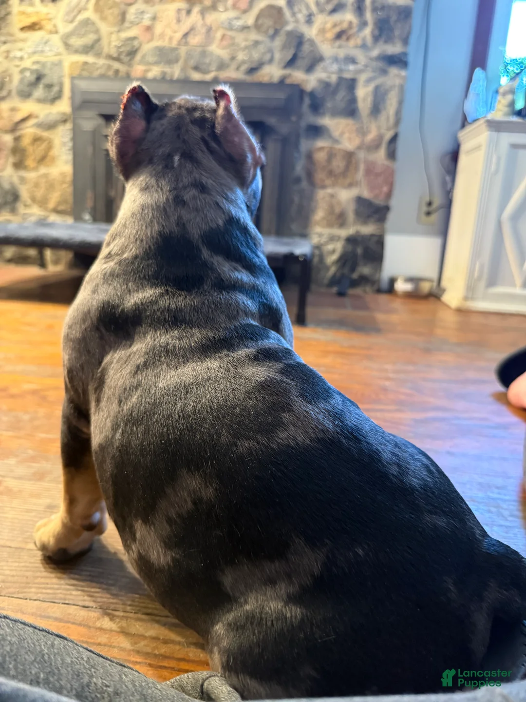 American Bully dogs for sale: American Bully Puppy 1 - Ad 6