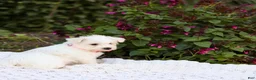 Mixed Breed dogs for sale: Powderpuff - Ad 8