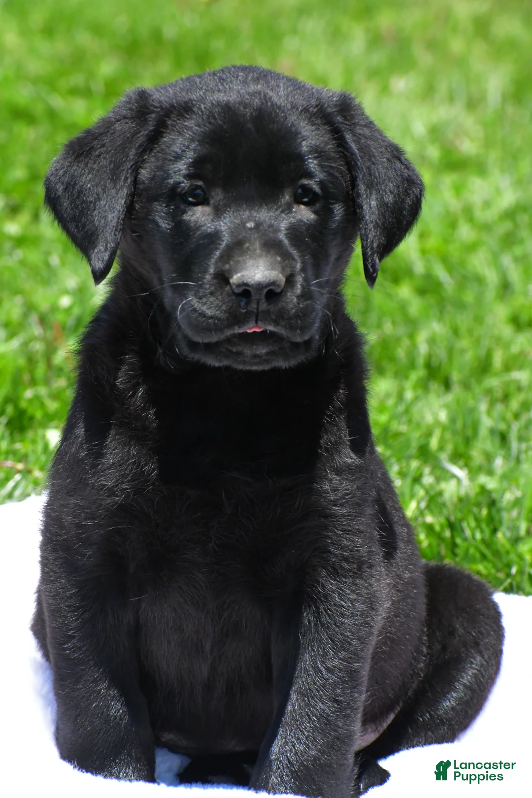 Labrador Retriever dogs for sale: Parker - Ad 1