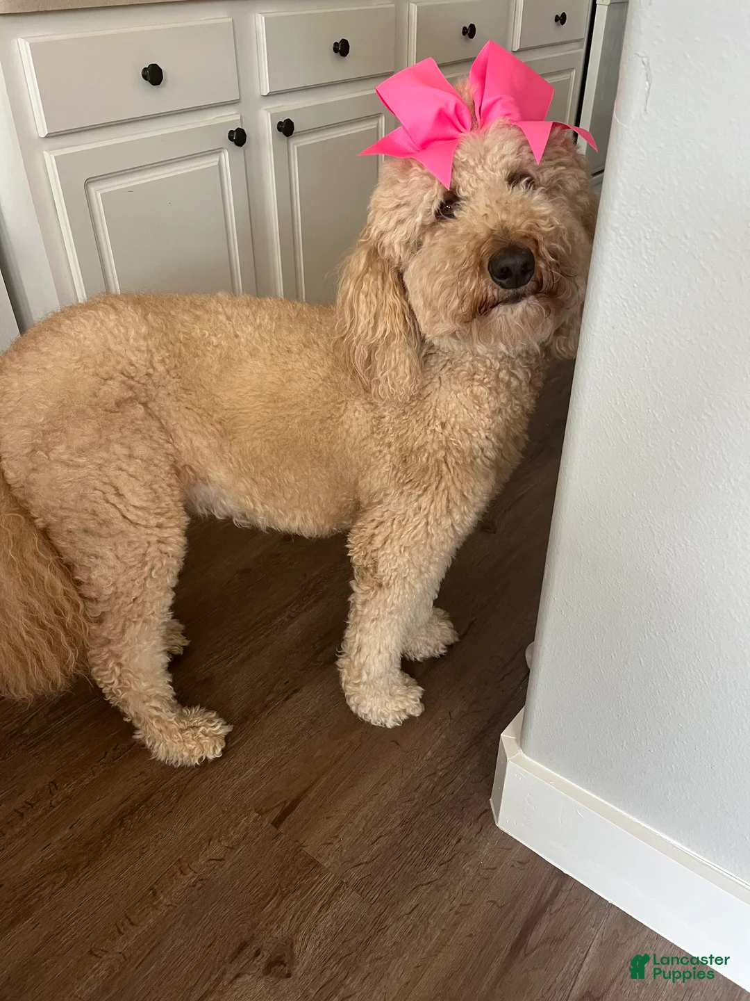 Goldendoodle dogs for sale: Teddy - Ad 4