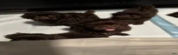 Shih Tzu dogs for sale: Waffle 🧇  - Ad 10