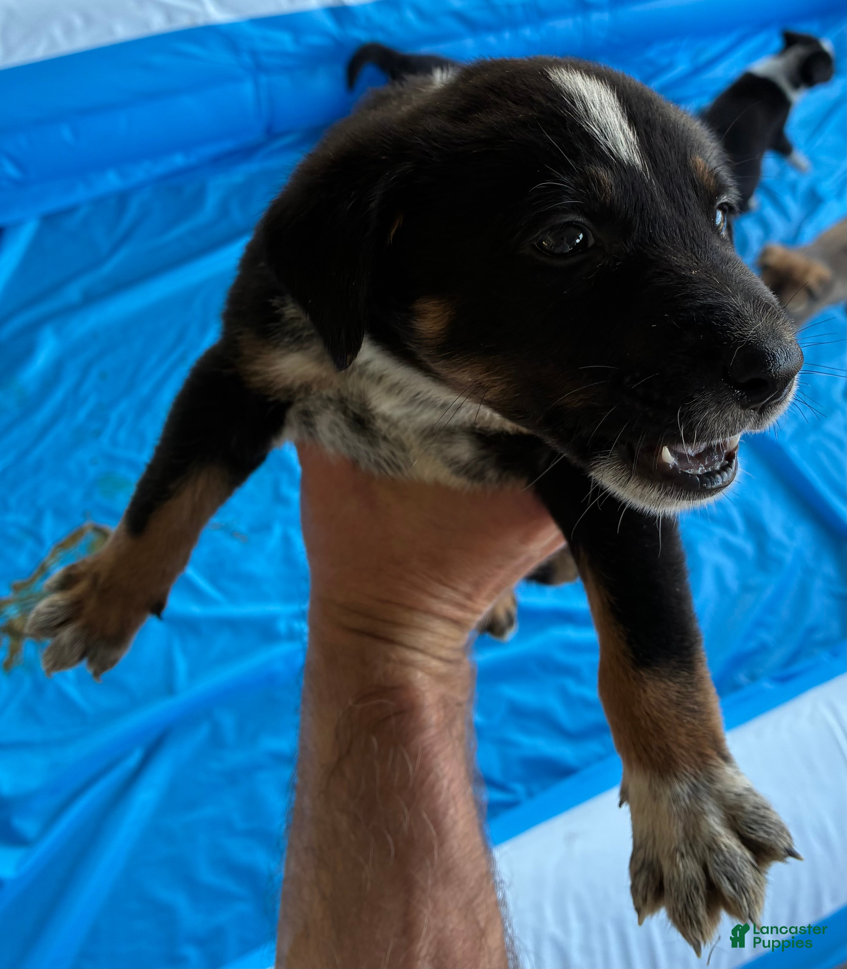 Mixed Breed dogs Mixed Breed 4 - Ad 30