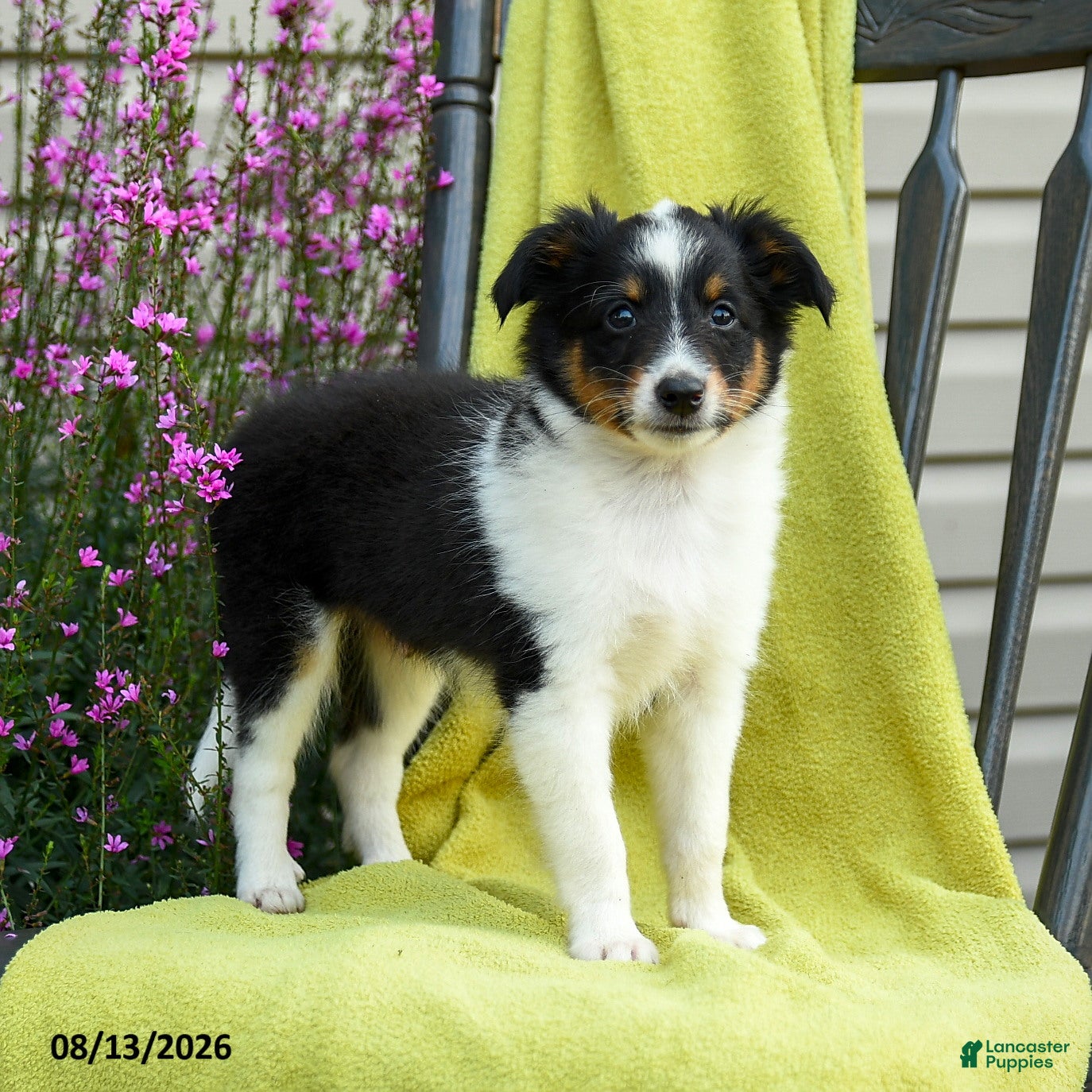 Shetland Sheepdog dogs Stan - Ad 2