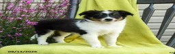 Shetland Sheepdog dogs for sale: Stan - Ad 2
