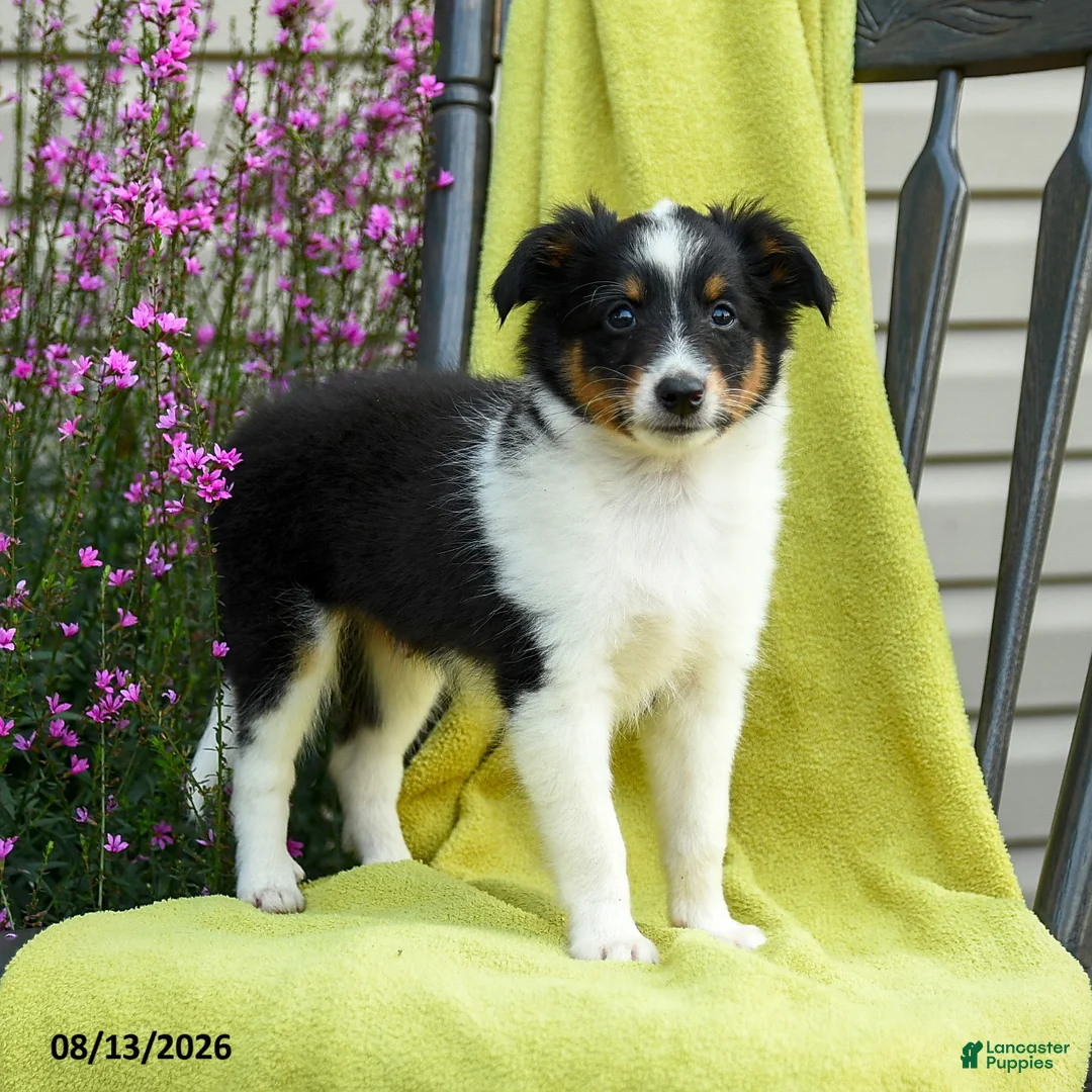 Shetland Sheepdog dogs for sale: Stan - Ad 2