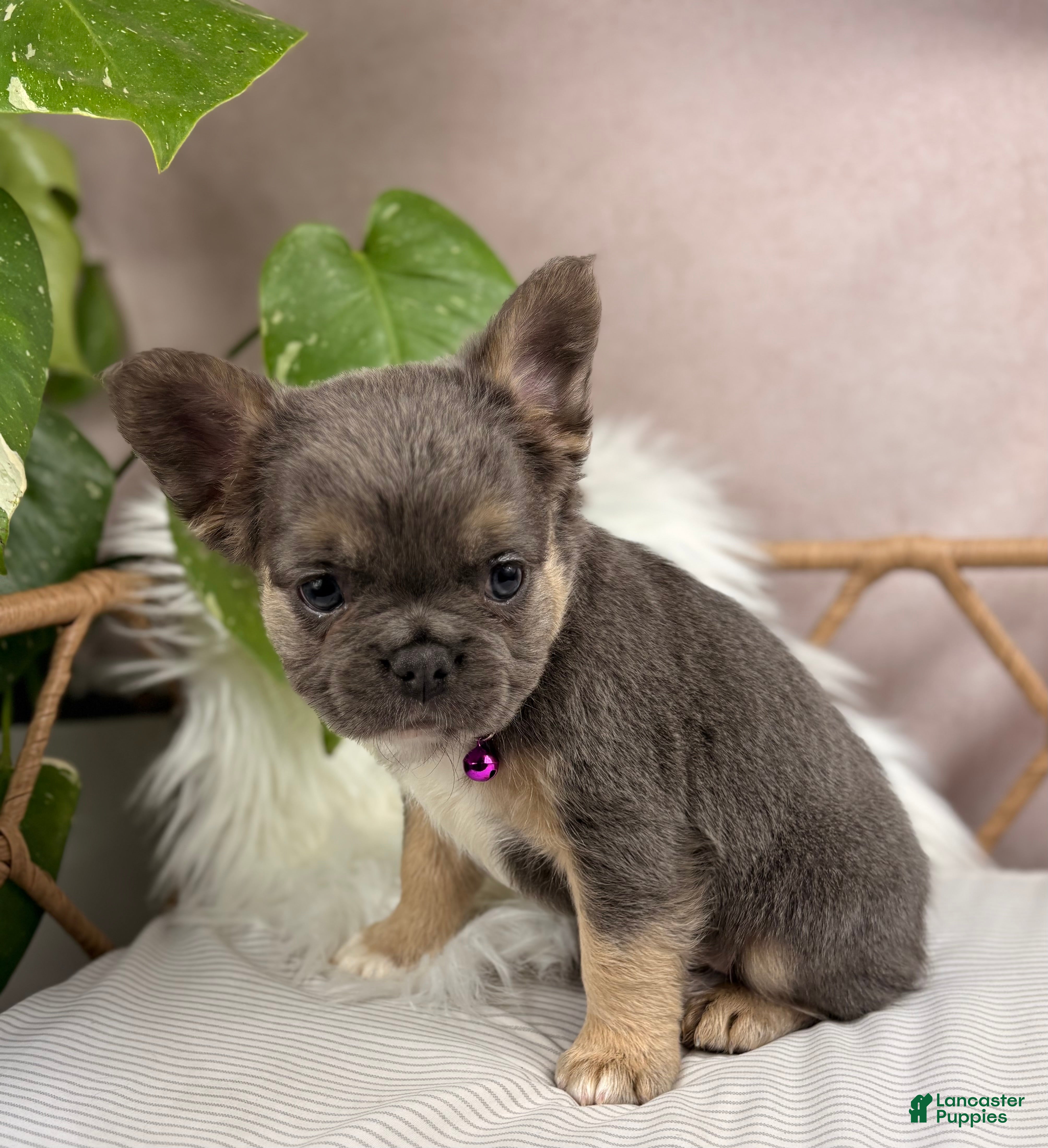 French Bulldog dogs Gigi - Ad 2