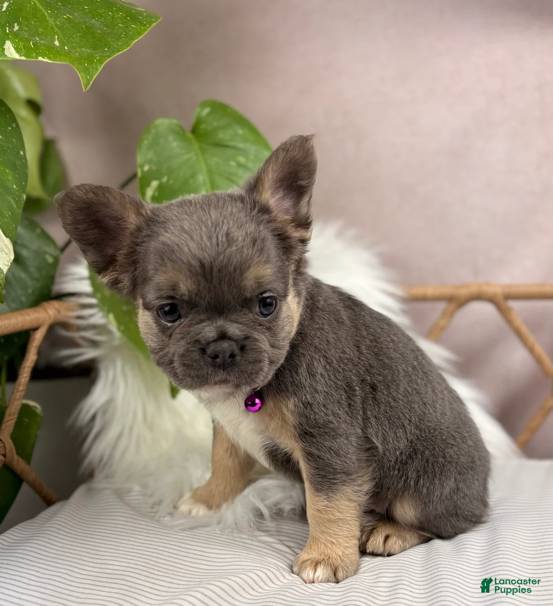French Bulldog dogs for sale: Gigi - Ad 2