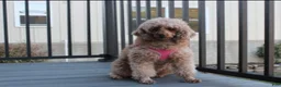 Miniature Poodle dogs for sale: Sammy - Ad 10