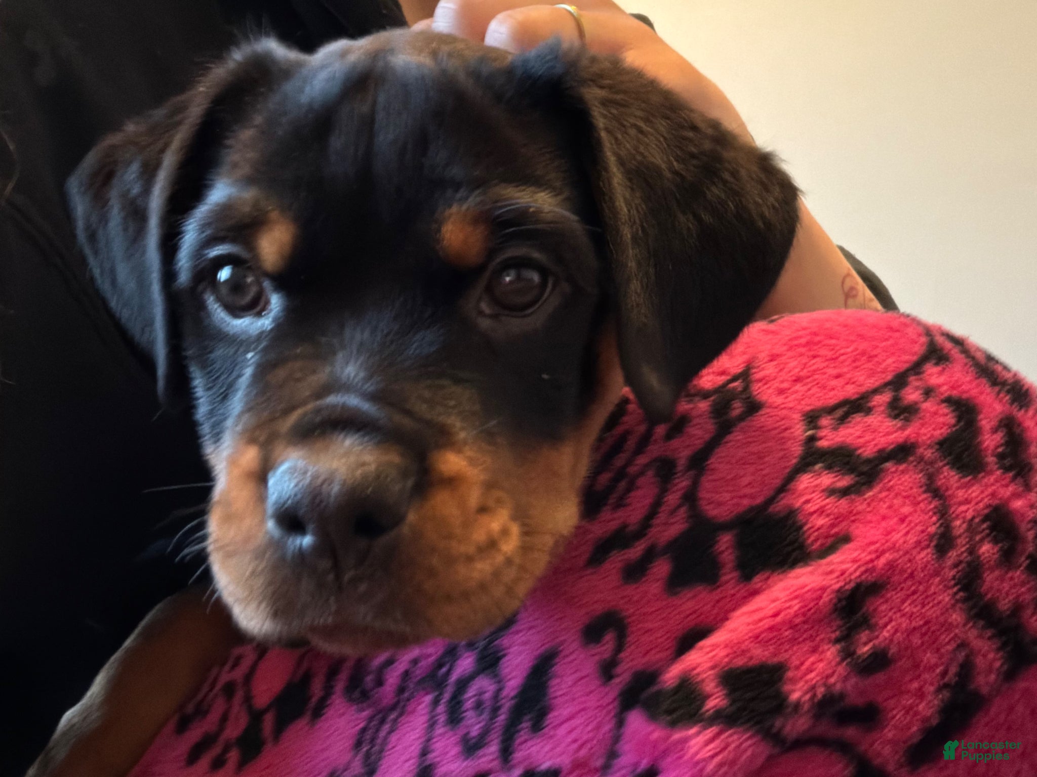 Rottweiler dogs for sale: Alphonso - Ad 2