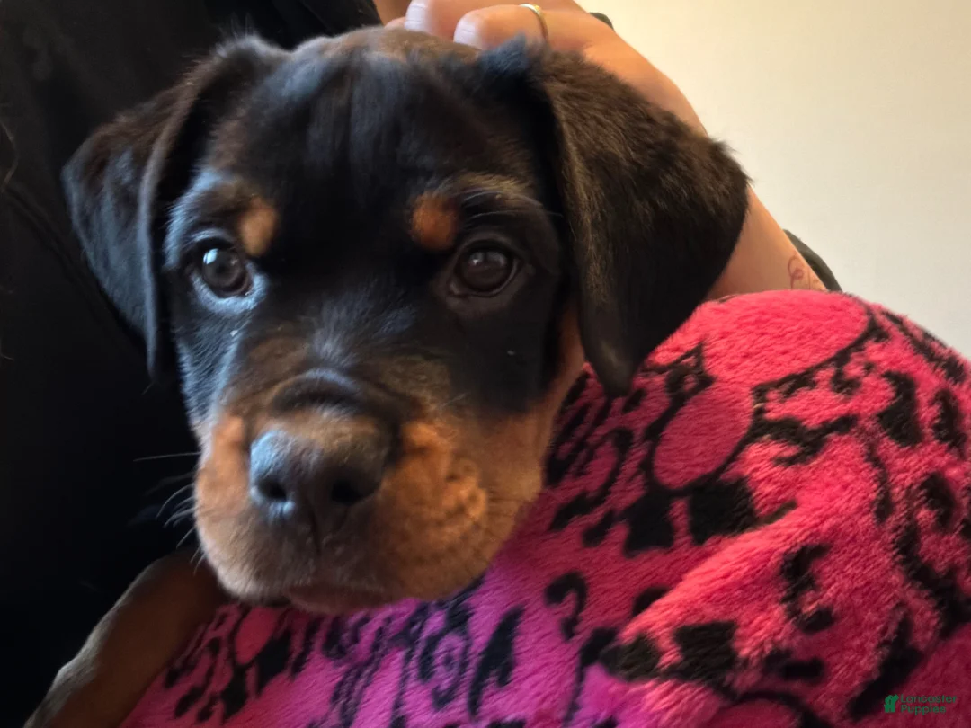Rottweiler dogs for sale: Alphonso - Ad 1