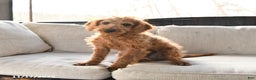 Miniature Labradoodle dogs for sale: Rusty - Ad 1