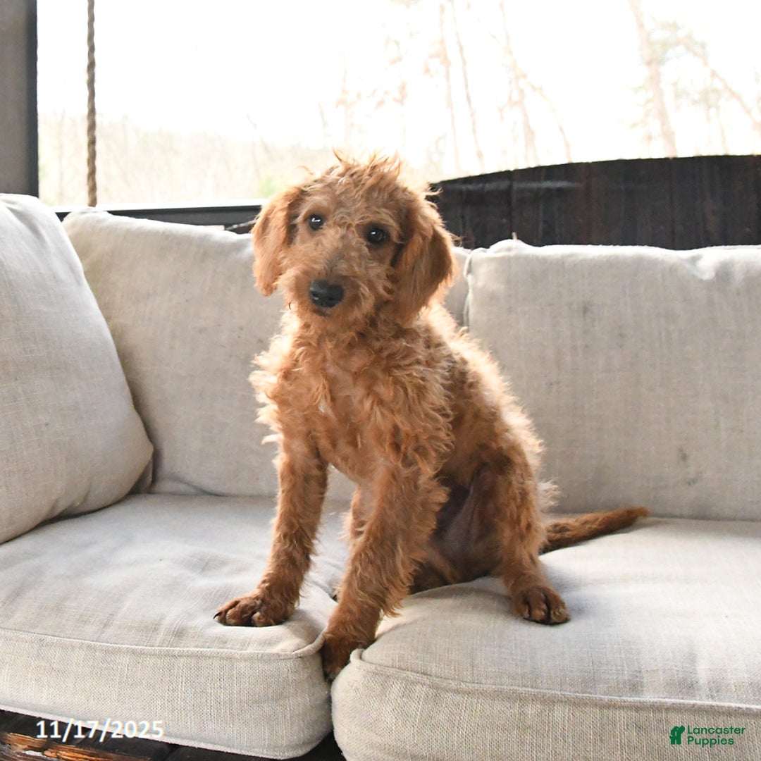 Miniature Labradoodle dogs for sale: Rusty - Ad 1