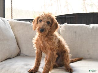 Miniature Labradoodle dogs Rusty - Ad 4