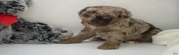 Miniature Poodle dogs for sale: oreo - Ad 4
