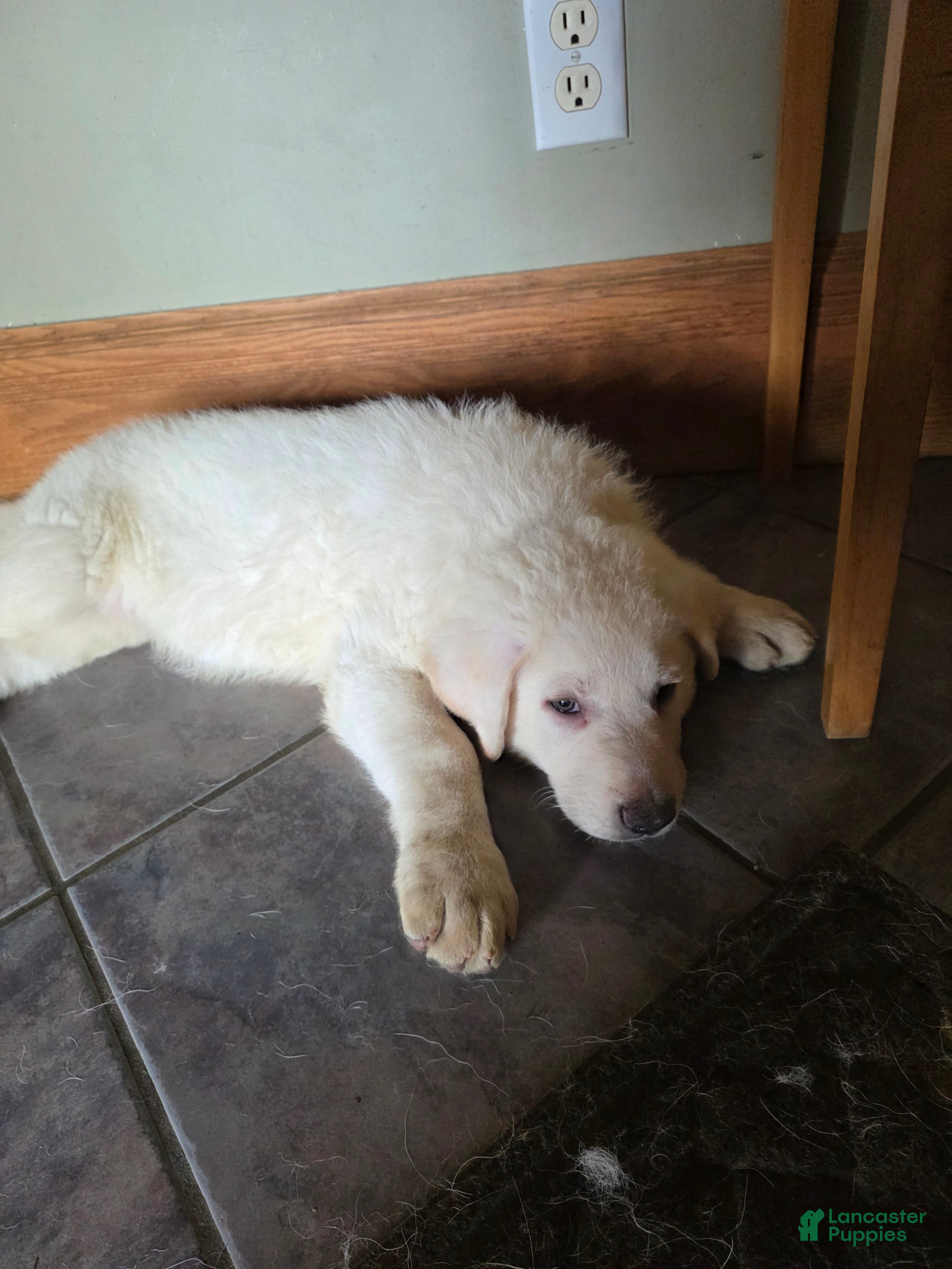 German Shepherd dogs German Shepherd Puppy 1 - Ad 1