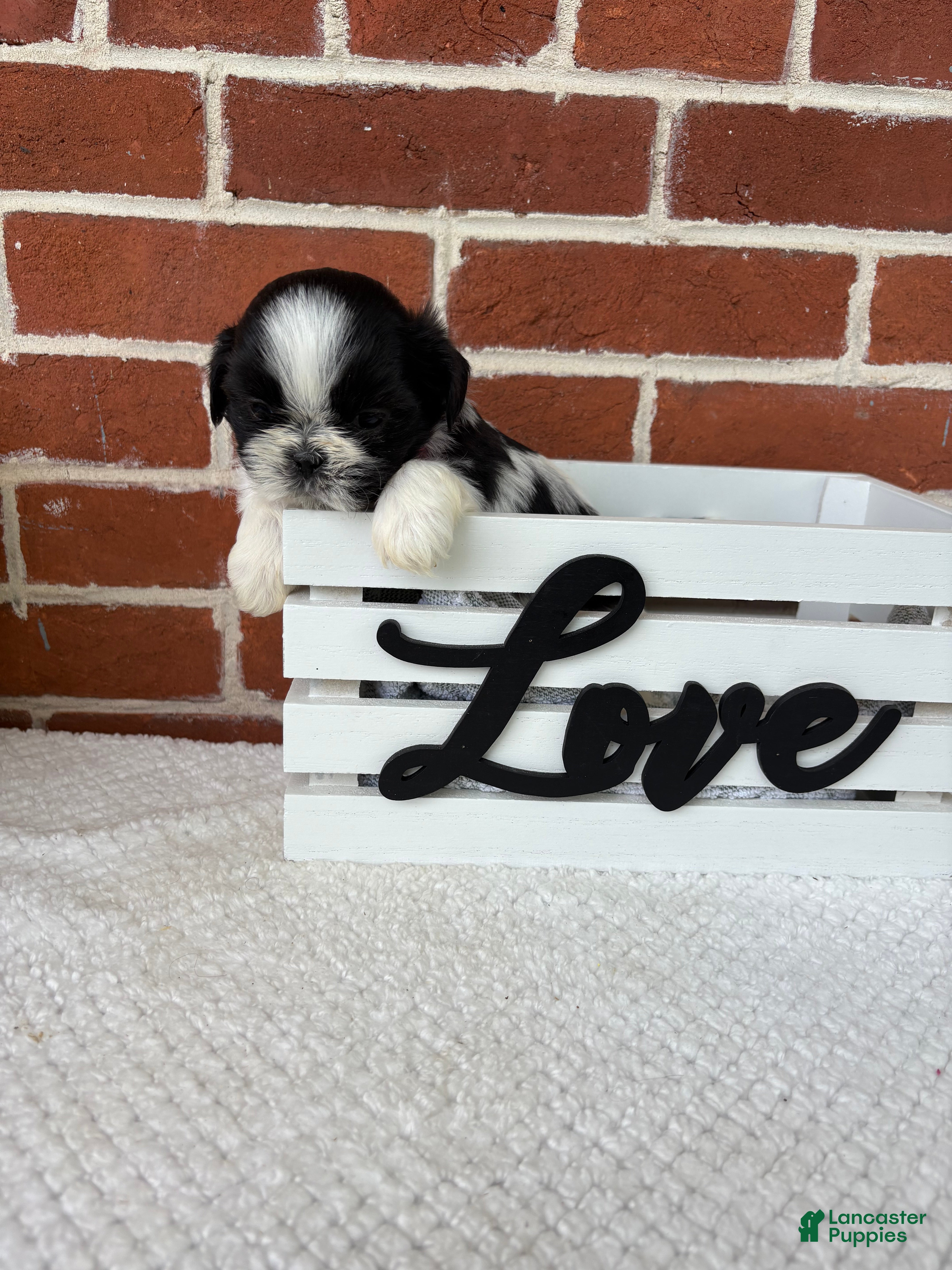 Shih Tzu dogs for sale: Lulu  - Ad 4