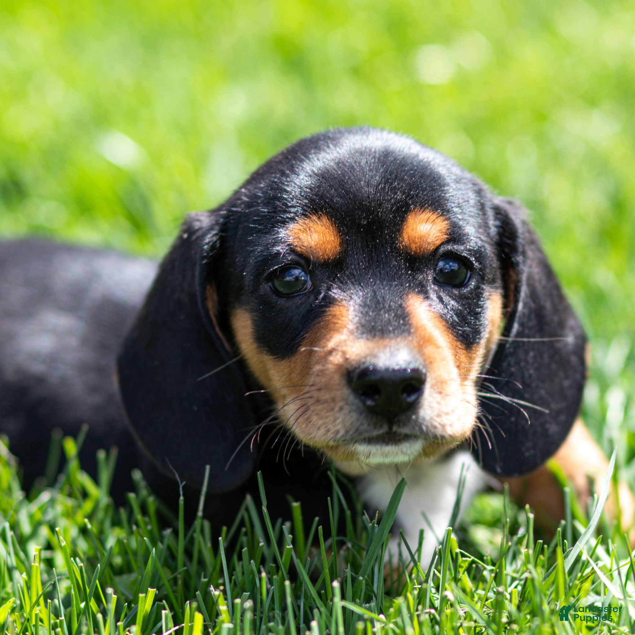 Miniature Dachshund dogs Louie Miniature Dachshund Puppy  - Ad 1