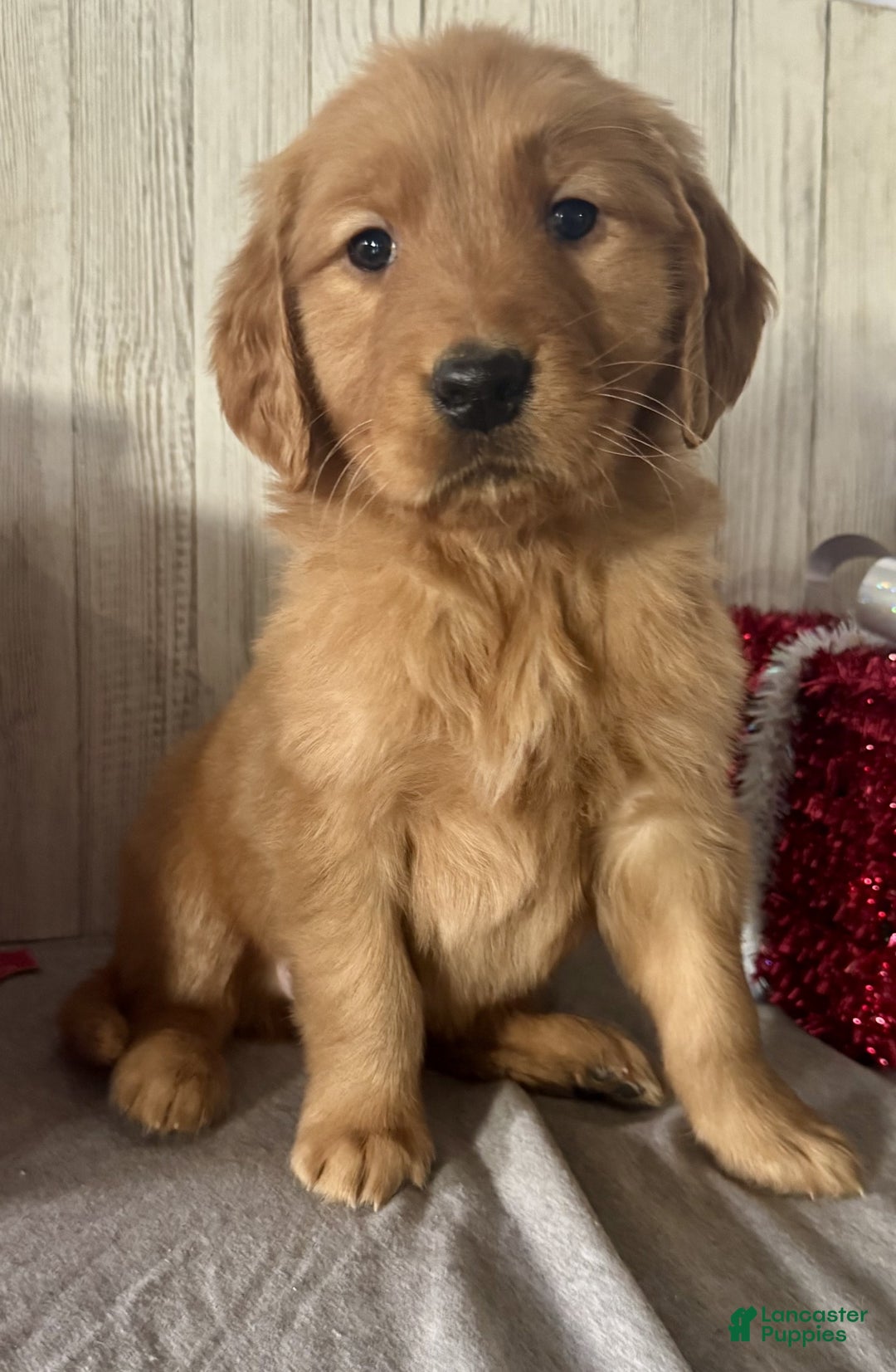Golden Retriever dogs for sale: Percy - Ad 2