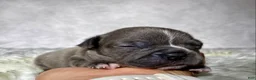 Frenchton dogs for sale: Mr. Winston  - Ad 3