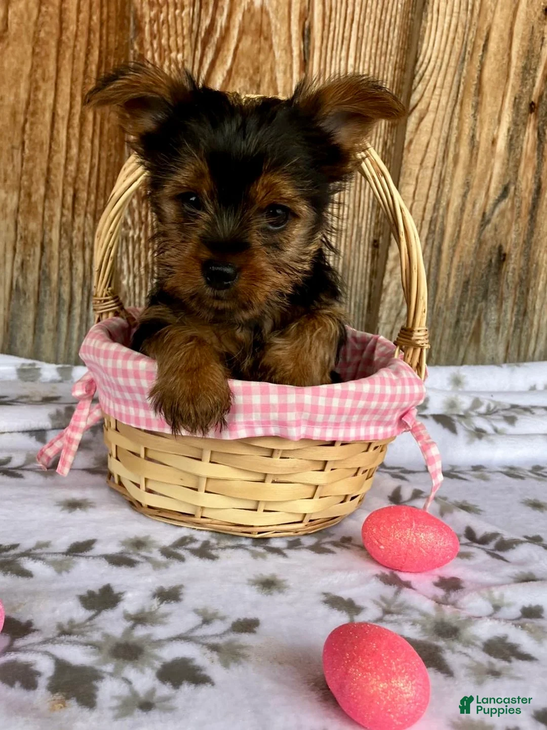Yorkshire Terrier dogs for sale: Sparkle - Ad 8