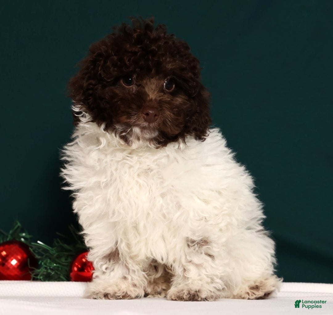 Miniature Poodle dogs for sale: Buddy - Ad 7
