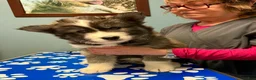 Siberian Husky dogs for sale: Thorn - Ad 3