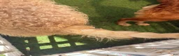 Goldendoodle dogs for sale: Honey - Ad 3