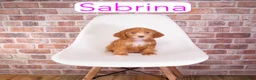 Mini Goldendoodle dogs for sale: Mini Goldendoodle 1 - Ad 2