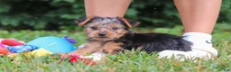 Yorkshire Terrier dogs for sale: Max - Ad 5
