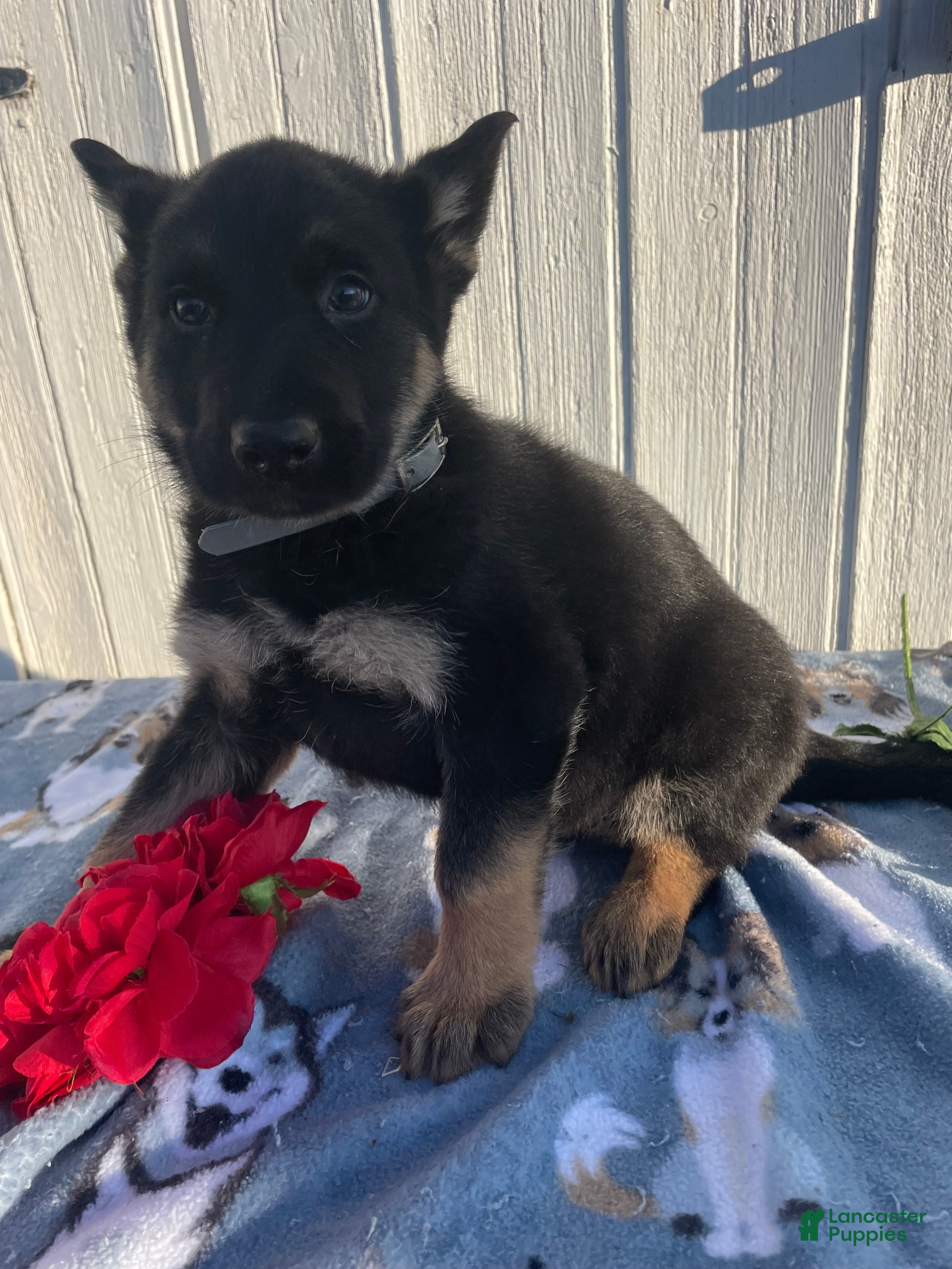 German Shepherd dogs Scout - Ad 11