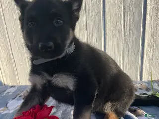 German Shepherd dogs Scout - Ad 11