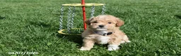 Bichpoo dogs for sale: Bethany - Ad 11