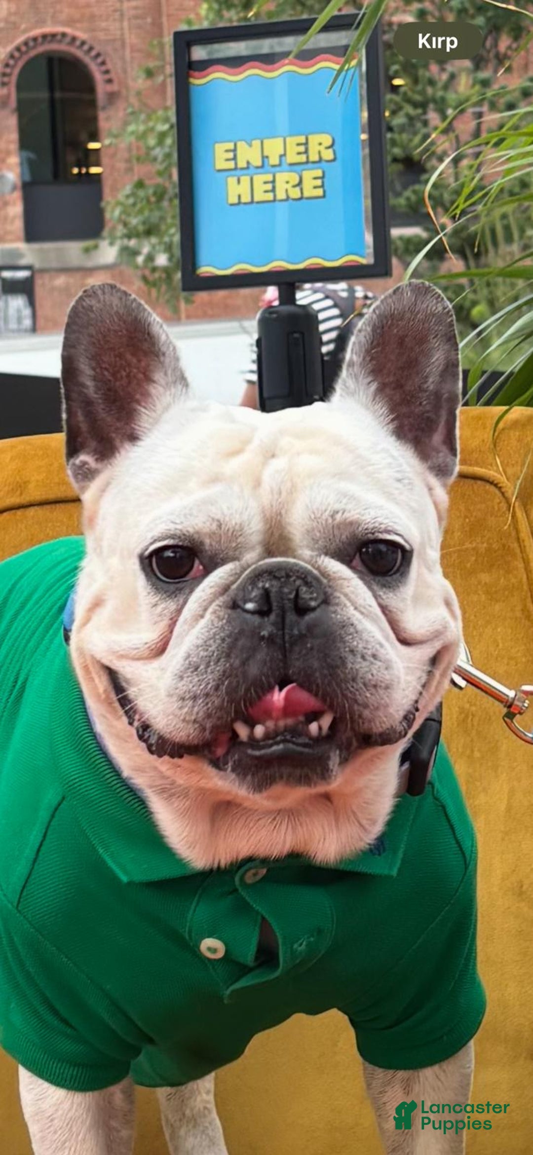 French Bulldog dogs for stud: Sky   - Ad 1