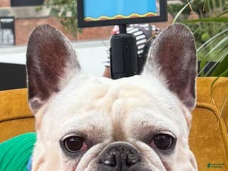 French Bulldog dogs Sky - Ad 15