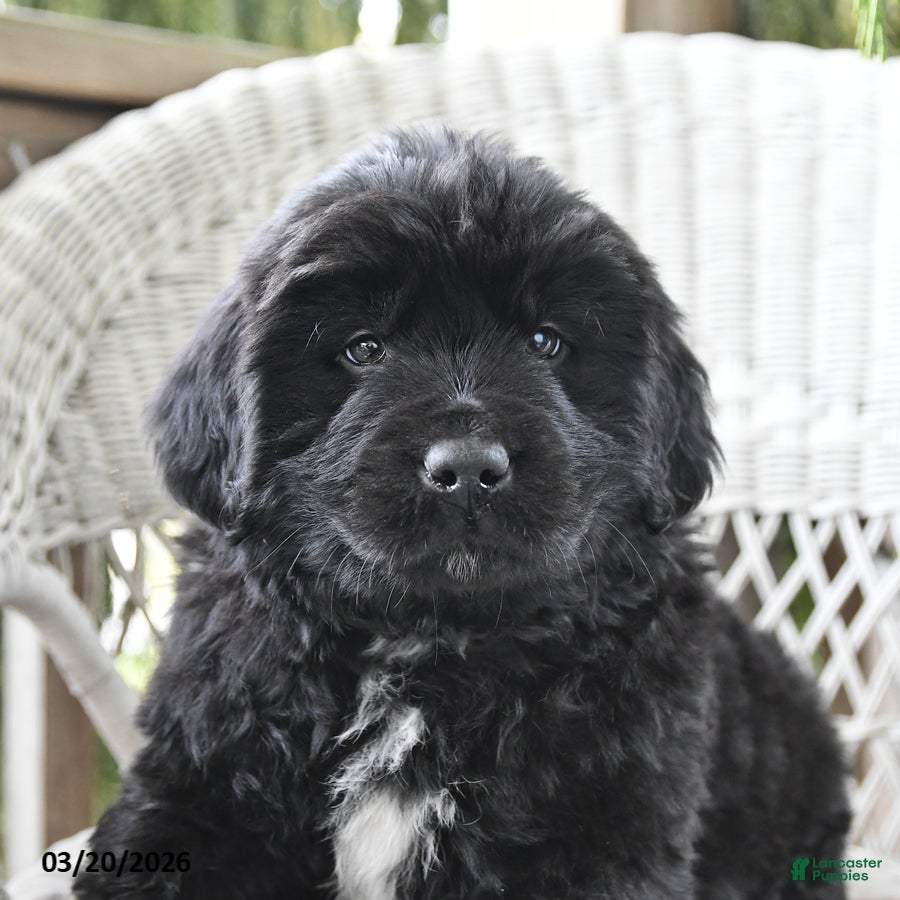 Newfoundland dogs Hank - Ad 2