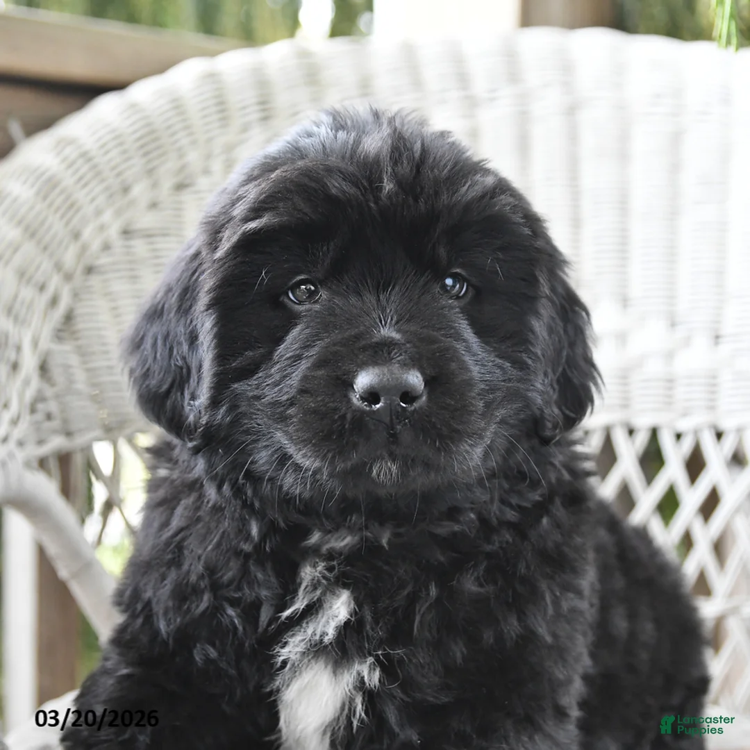 Newfoundland dogs for sale: Hank - Ad 2