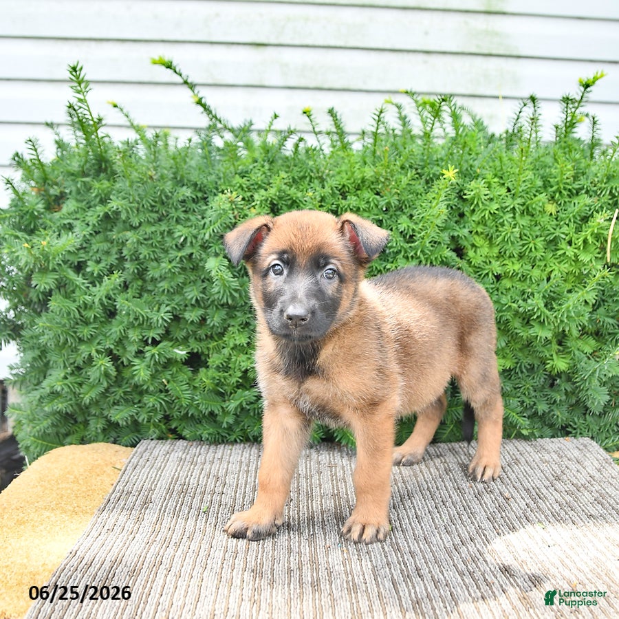 Mixed Breed dogs Autumn - Ad 2