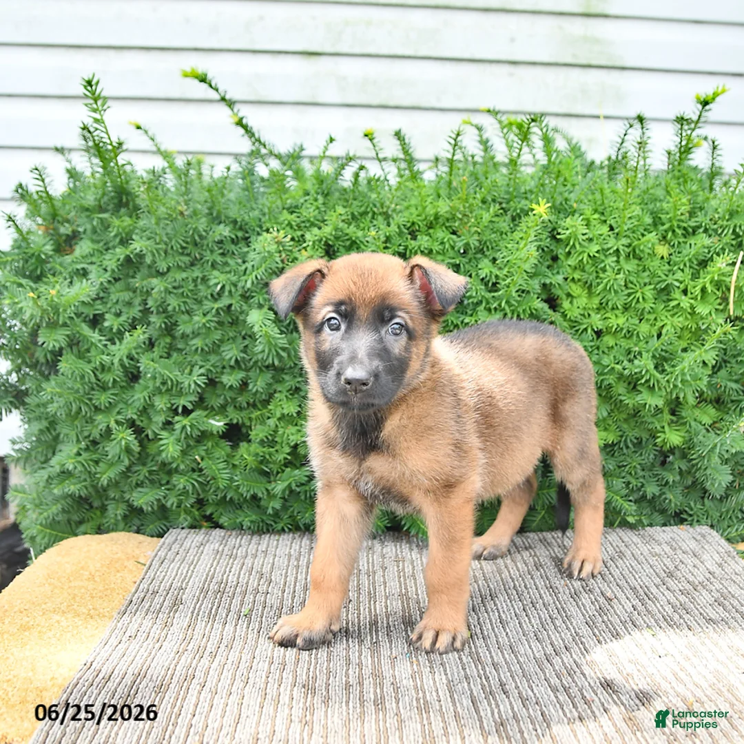 Mixed Breed dogs for sale: Autumn - Ad 2