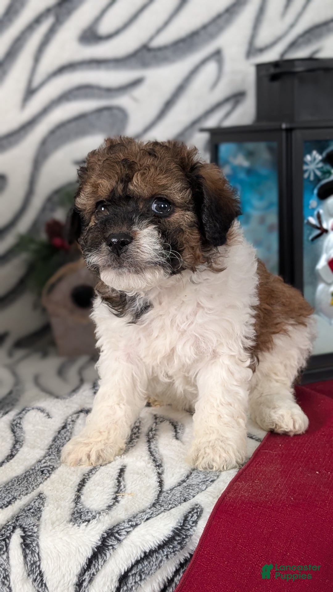 Mixed Breed dogs for sale: Abby - Ad 5