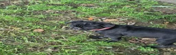 Pug dogs for sale: Azalea  - Ad 4