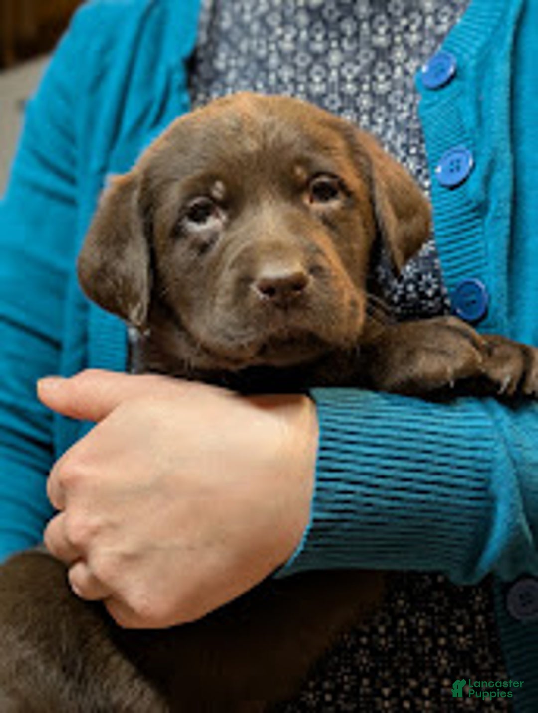 Labrador Retriever dogs for sale: Swiss - Ad 2